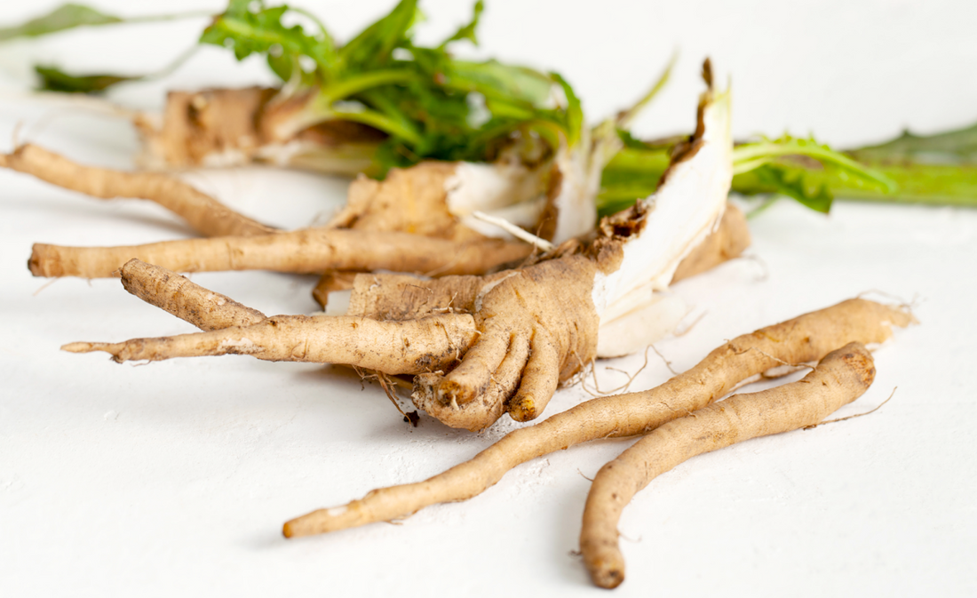 Vous avez dit Chicorée ?!?