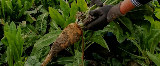 Chicorée : pourquoi cet ingrédient est au cœur des snacks nouvelle génération
